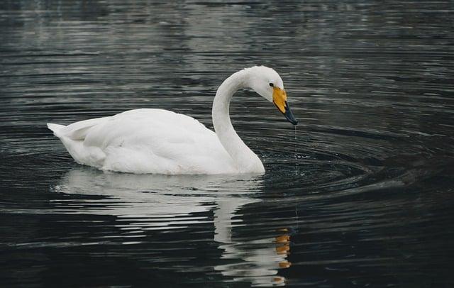 Proč nemají vodní ptáci mokré peří, když vylezou z vody?