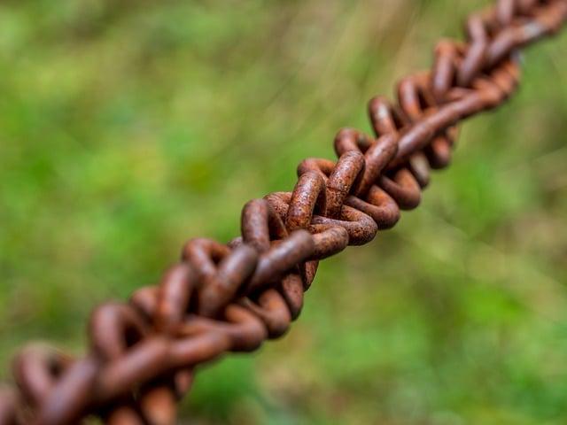 Jak vypadá spojení mezi ​hlavonožci a papouškem ‍vlnkovaným?